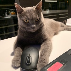 Profile Picture of Michaux David (@MichauxDavid1) on Twitter