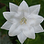 Profile Picture of Tahir Mahmood (@yahamatahir) on Flickr