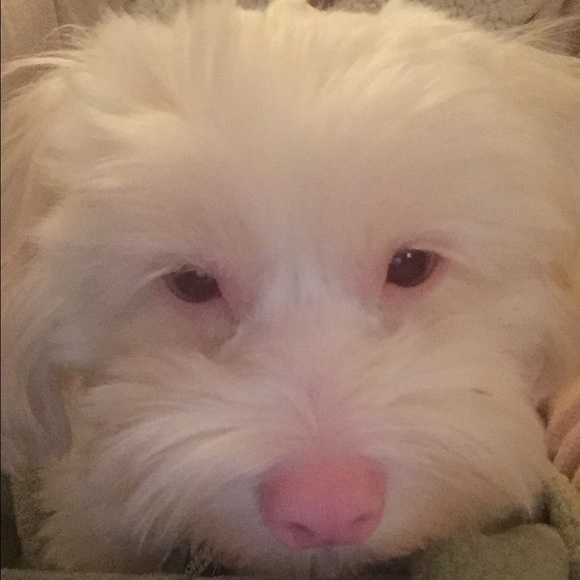 Profile Picture of Shari Meltzer (@shoface19) on Poshmark