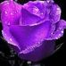 Profile Picture of Crystal Howcroft Nielson (@crystal.h.nielson) on Facebook
