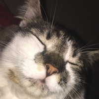 Profile Picture of Shannon Mccool (@shannon-mccool-9) on Quora