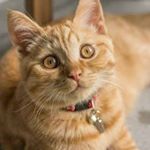 Profile Picture of sam boni (@samnourhak) on Instagram