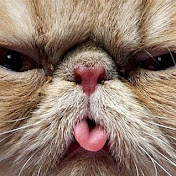 Profile Picture of Sasha Wilkinson (@sashawilkinson9545) on Youtube