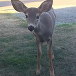 Profile Picture of Laurie Klemmedson (@laurieklemmedson) on Instagram