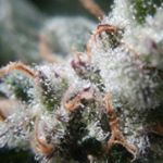 michael pollenchuk - Instagram Profile Picture of michael pollenchuk (@michaelpollenchuk) on Instagram