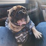 Profile Picture of Schnoop P U double G (@schnooppugg) on Instagram