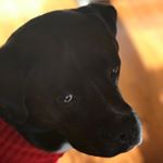 BUDDY BRUNO STEPHENS🐕🦺 - Instagram Profile Picture of BUDDY BRUNO STEPHENS🐕🦺 (@buddy.thebigblackdog) on Instagram