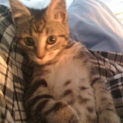 Profile Picture of Cécile Arnaud (@misscatangel) on Twitter