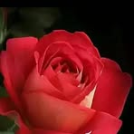 Profile Picture of Remas Barghouthi (@remas.barghouthi.7) on Facebook