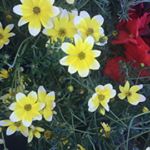 Profile Picture of Aimeesalter (@aimeesalter_) on Instagram