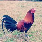 Profile Picture of Josh Nunnelley (@nunnelley_gamefowl) on Instagram