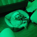 Tobey Johnson - Instagram Profile Picture of Tobey Johnson (@j2h_twinky) on Instagram