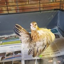 Profile Picture of Alexander Asghar (@marcelAlexAsgha) on Twitter