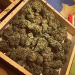 Profile Picture of Josh Latimer #mr420 (@jaylatimer) on Instagram