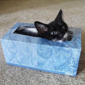 Profile Picture of Amanda Bachman (@sarafinapink) on Pinterest