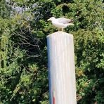 Profile Picture of Dagmar Walther (@dagmar.walther.71) on Facebook