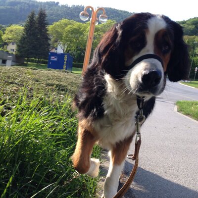 Profile Picture of Alexander Schindler (@A1Sch1) on Twitter