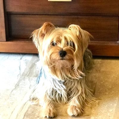 Profile Picture of Lorenzo Serra Vinent (@SerraVinent) on Twitter
