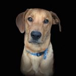 Profile Picture of ・ＭＡＸ・ (@max_the_rhodesian) on Instagram