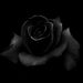 Profile Picture of Ruby Maness (@manessleeruby) on Pinterest