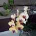 Profile Picture of Candelaria Olvera (@candelaria.olvera.547) on Facebook