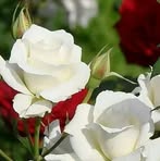 Profile Picture of NweSandar Chit (@NweSandar-Chit) on Facebook