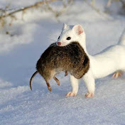 Profile Picture of Piper Allen (@indyandwilable) on Youtube