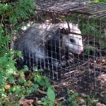 Profile Picture of Jaredhenley (@jarjarbinx1212) on Instagram