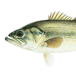 Profile Picture of Allen John (@allen6john) on Myspace