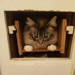 Profile Picture of Tyler Chaffee (@tyler.chaffee.7771) on Instagram