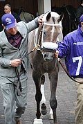 Profile Picture of Jaywalk (horse)on Wikipedia