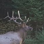 Profile Picture of Andrew Moffitt (@andym1719) on Instagram