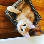 Profile Picture of Zelda Fitzgerald Watts (@thefuturemrsnachoflay) on Instagram