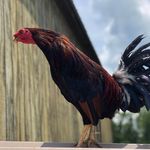 Profile Picture of Keith-Moreland Farms (@keithmorelandfarms) on Instagram