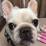 Profile Picture of 🎹Kumiko Masuyama &🐷Kotetsu🇯🇵 (@tiger_marineblue) on Instagram