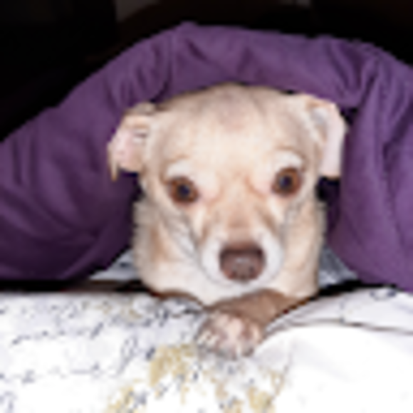 Profile Picture of Janet Bishop (@gobishop1957) on Poshmark