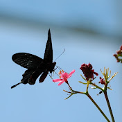 Profile Picture of Abigail Frederick (@abigailfrederick7419) on Youtube