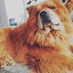 Profile Picture of Chester Chow (@chesterchowchow) on Instagram