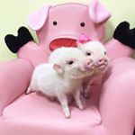 Profile Picture of Krystian Nowosinski (@kocikson) on Instagram