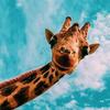 Profile Picture of edward_krajcikeldred (@edward_krajcikeld) on Tiktok
