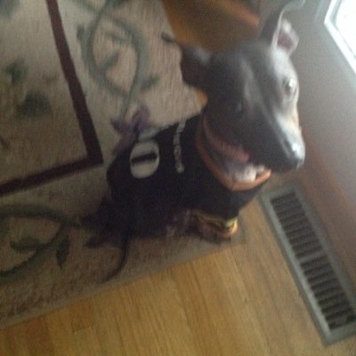 Profile Picture of Luke Hauser (@yololiketomoo) on Twitter