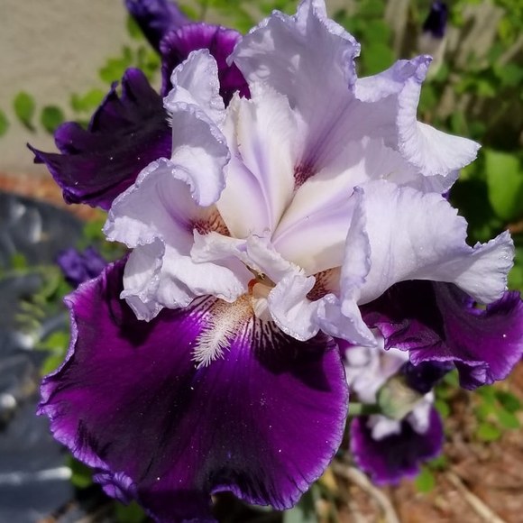 Profile Picture of Lance Saltzman (@lancemib) on Poshmark