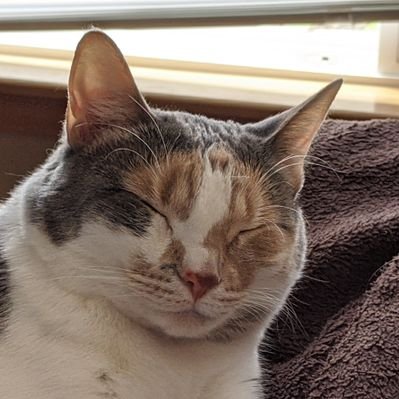 Profile Picture of Tom RN (@KolbergThomas) on Twitter