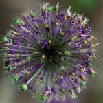 Profile Picture of daniel Ford (@danielsford12) on Flickr