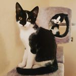 Profile Picture of Pickles, Gizmo, Iggy, Penny (@picklesandgi) on Instagram