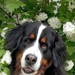 Profile Picture of Crystal Pollart (@Crystal-Pollart) on Facebook