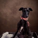 Profile Picture of Savannah and Gauthier (@savia_the_italian) on Instagram