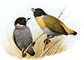 Profile Picture of Nesocharison Wikipedia