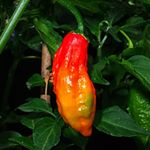 Profile Picture of Neil Macleod (@neilmedhat) on Instagram