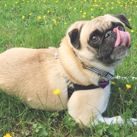 Profile Picture of Luna Alvarez (@pikapi) on Poshmark